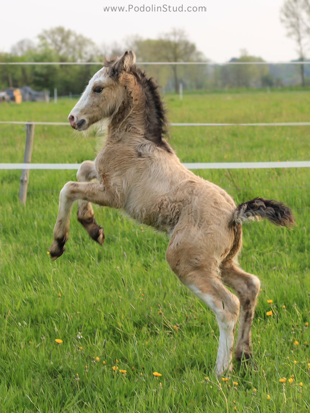 Buckskin Gypsy Cob Foals.jpg